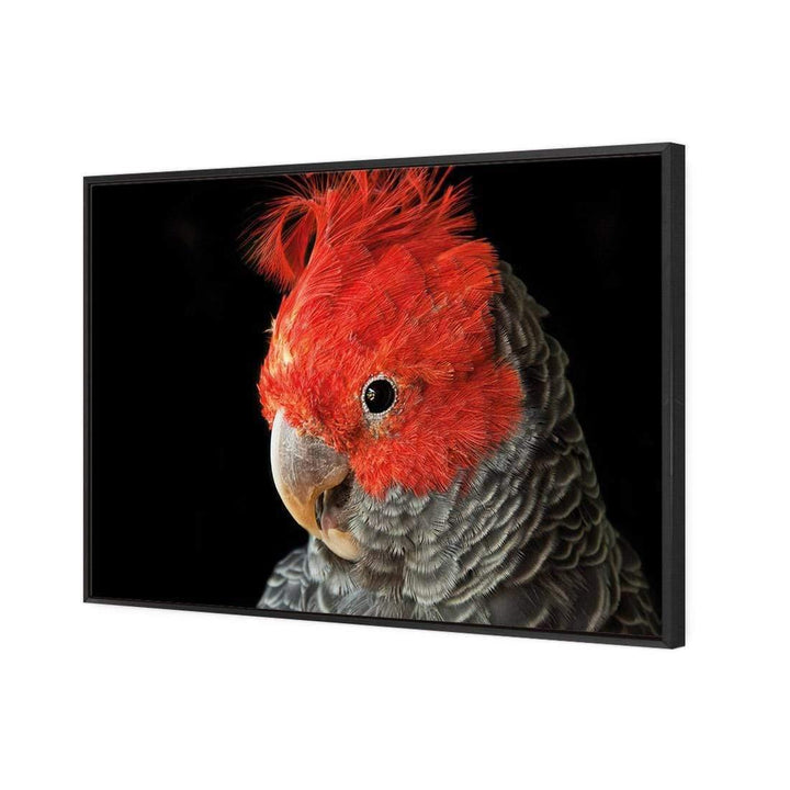 Delilah the Red Headed Parrot Wall Art