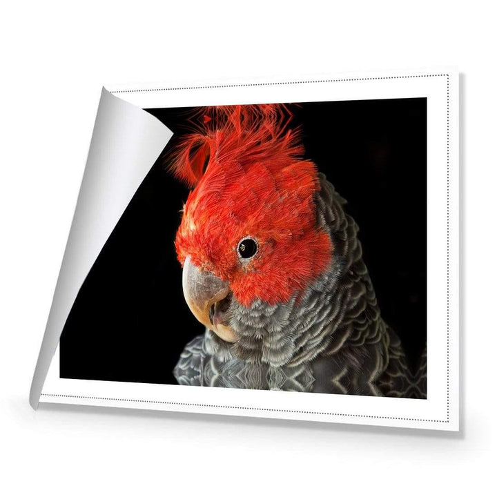 Delilah the Red Headed Parrot Wall Art