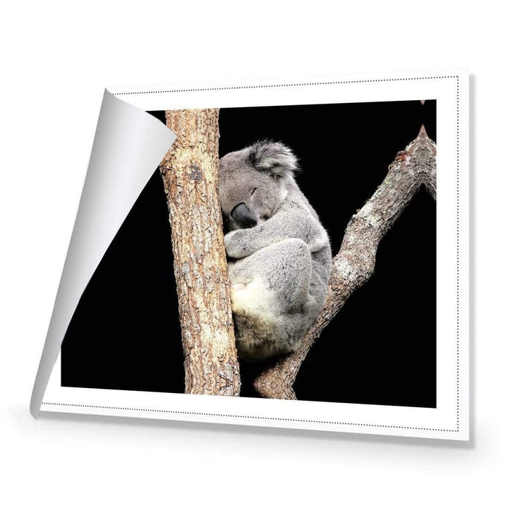 Sam the Sleepy Koala Wall Art