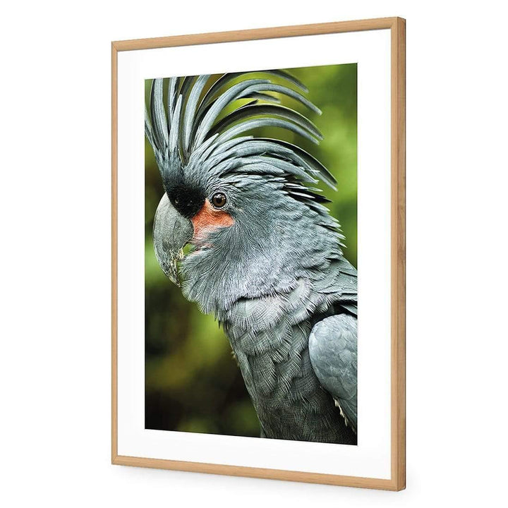 Percy the Palm Cockatoo, Left Wall Art
