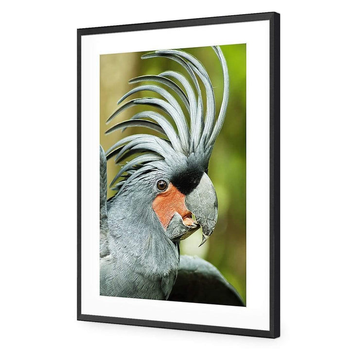 Percy the Palm Cockatoo, Right Wall Art