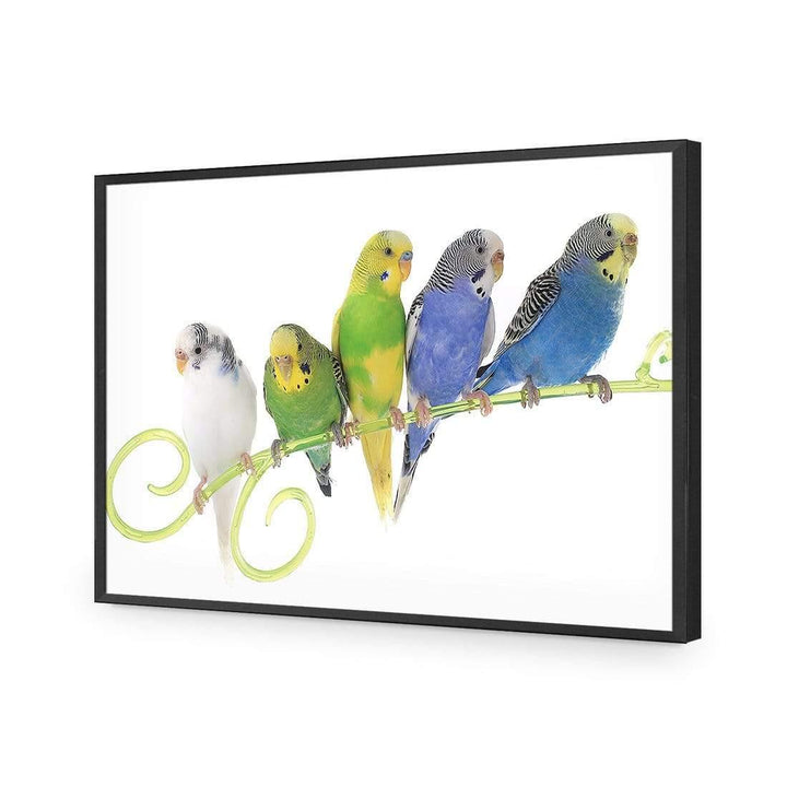 Budgie Party Wall Art