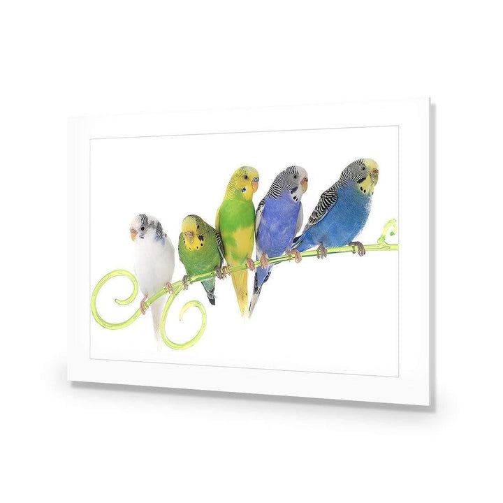 Budgie Party Wall Art