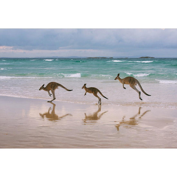 Kangaroos on Vacation Wall Art