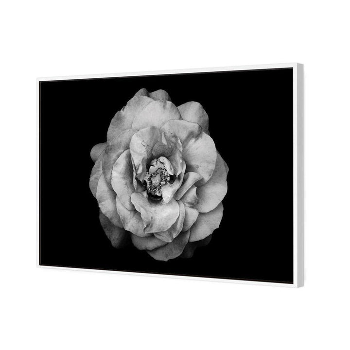 True Turquoise Rose, Black and White (Landscape) Wall Art