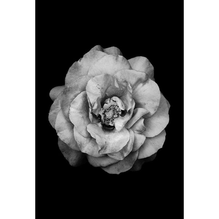 True Turquoise Rose, Black and White Wall Art