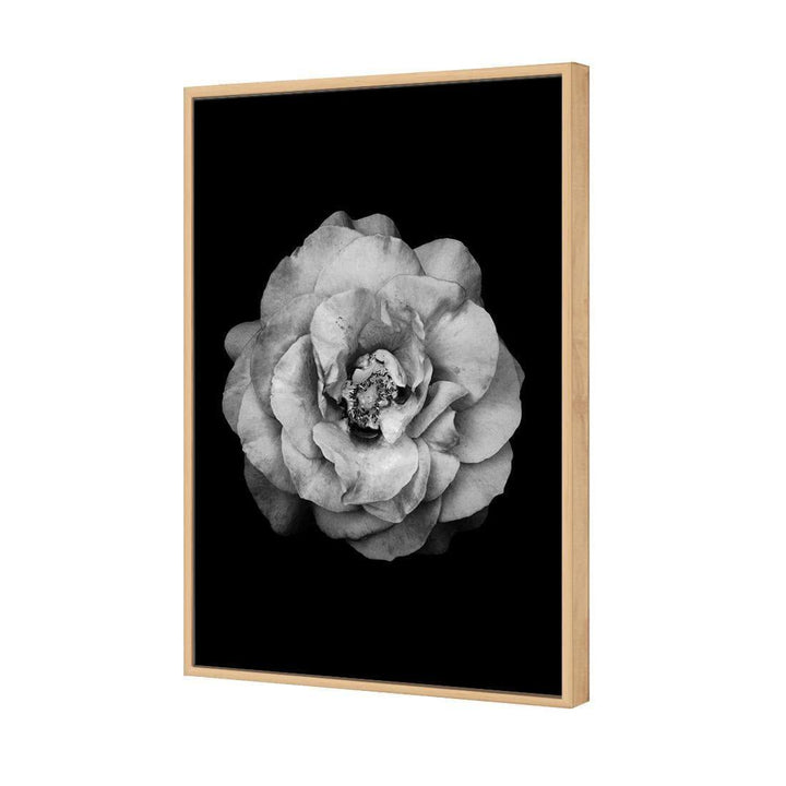 True Turquoise Rose, Black and White Wall Art