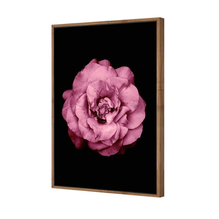 True Turquoise Rose, Pink Wall Art