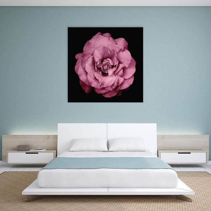 True Turquoise Rose, Pink (Square) Wall Art