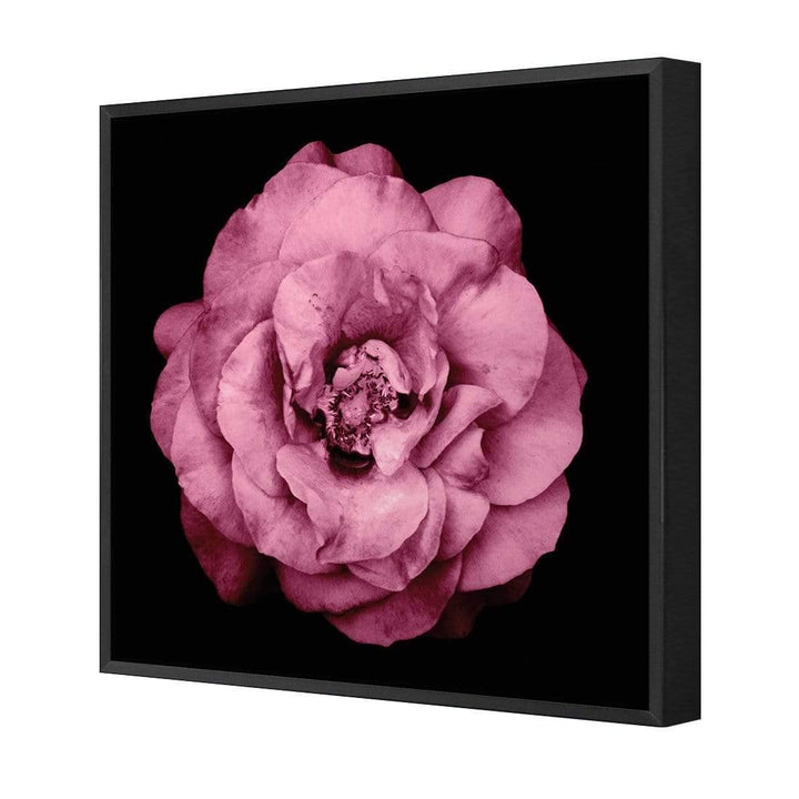 True Turquoise Rose, Pink (Square) Wall Art
