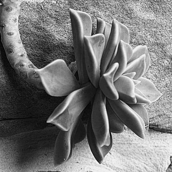 Agave on Grey (Square) Wall Art