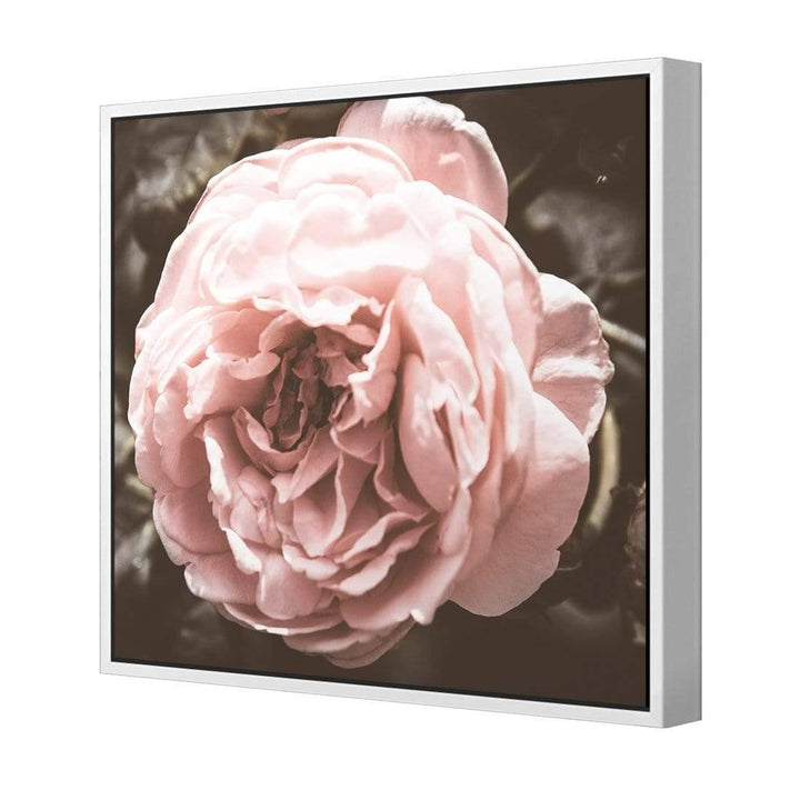 Shabby Chic Rose (Square) Wall Art