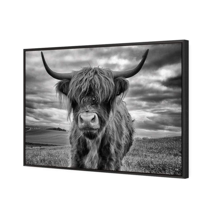 Stormy the Highland Cow Wall Art