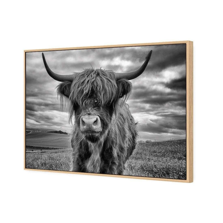 Stormy the Highland Cow Wall Art