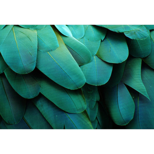 Macaw Feathers (Landscape) Wall Art