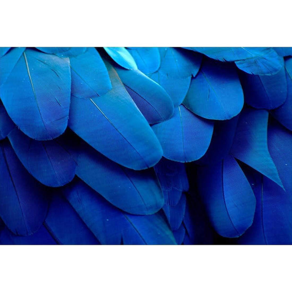 Macaw Feathers, Blue (Landscape) Wall Art