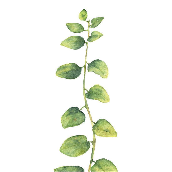 Fragrant Herb 1 (Square) Wall Art