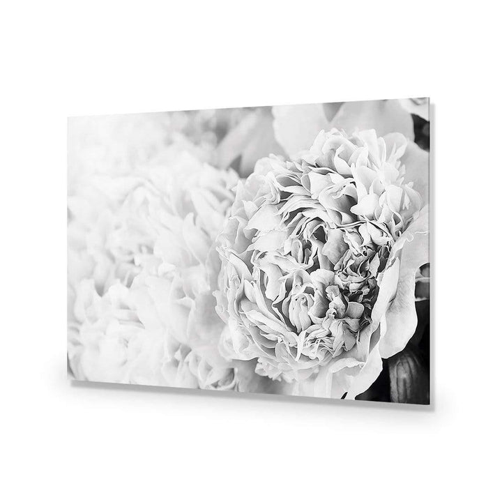 Focus On Peony Black and White Wall Art