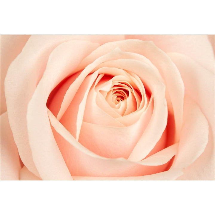 The Perfect Rose Wall Art