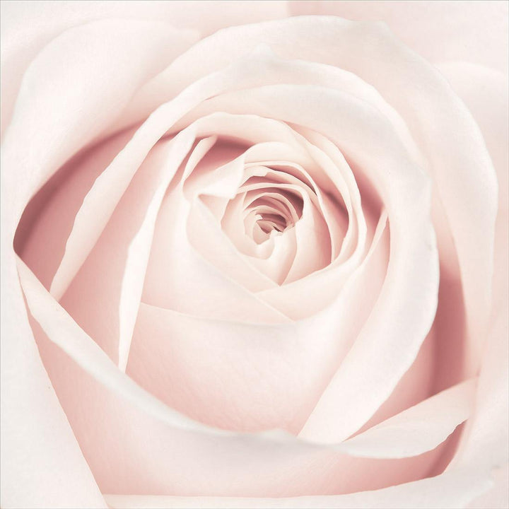 The Perfect Rose, Pink (Square) Wall Art