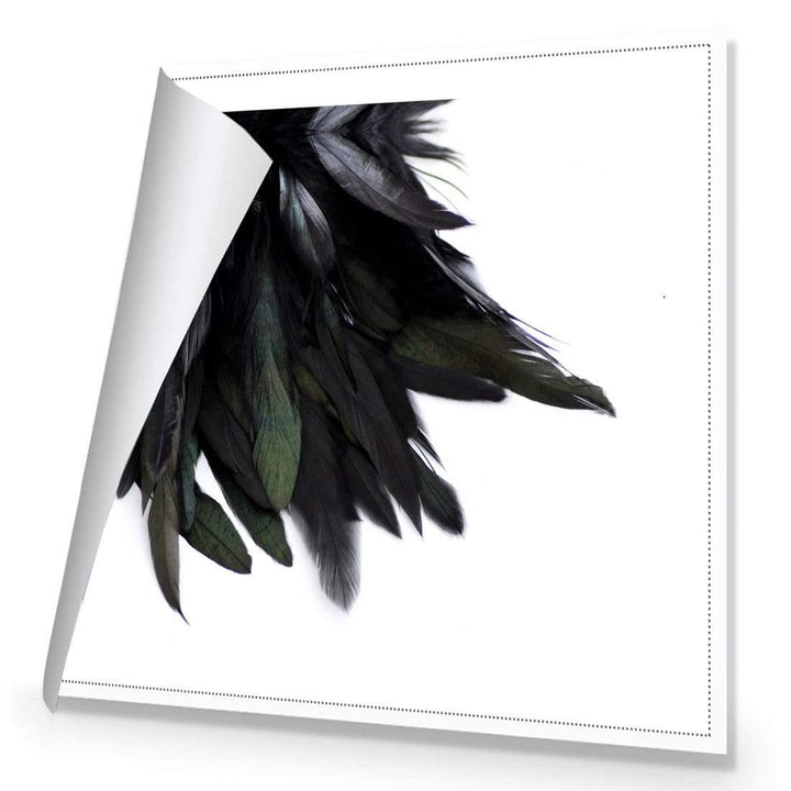 Black Feather Tail (Square) Wall Art
