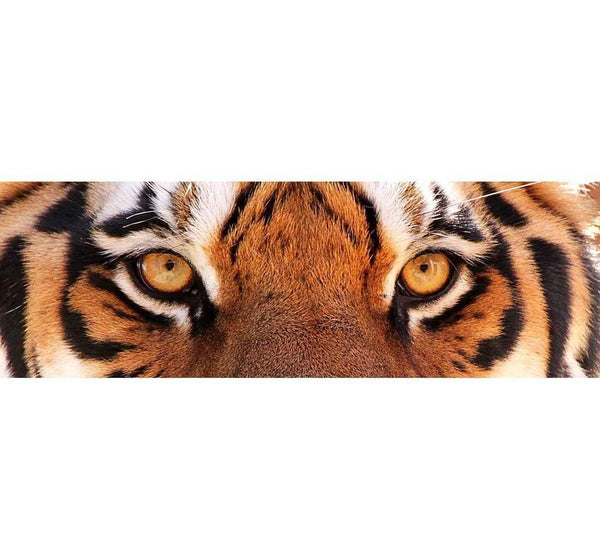 Tiger Eyes, Original Wall Art