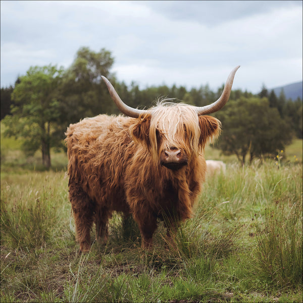 Daisy the Highland Cow