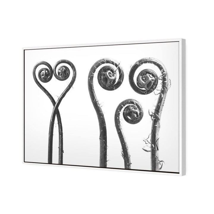 Ferns Entwined by Karl Blossfeldt Wall Art