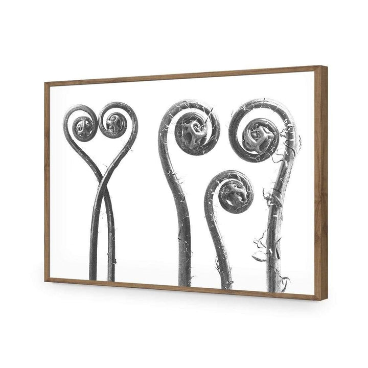 Ferns Entwined by Karl Blossfeldt Wall Art