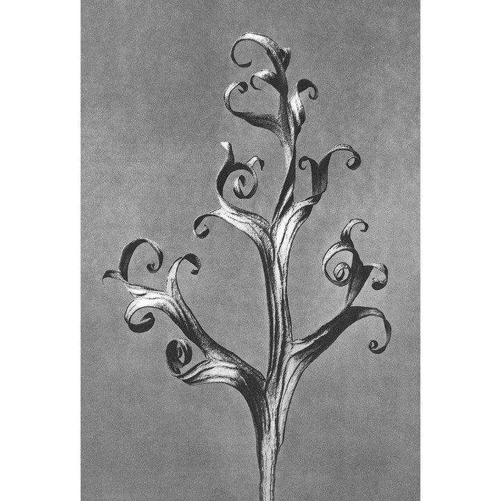Delphinium Leaf by Karl Blossfeldt Wall Art