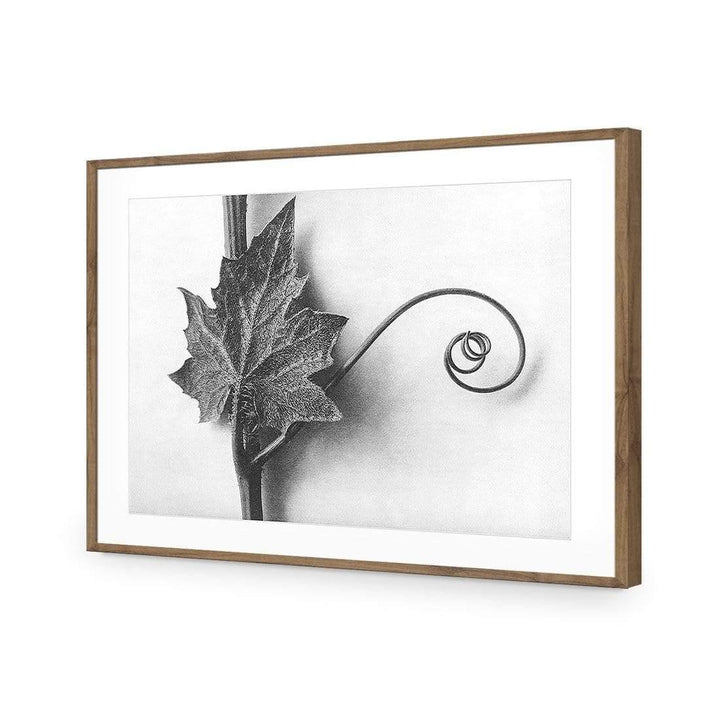 White Bryony Leaf and Tendril by Karl Blossfeldt Wall Art