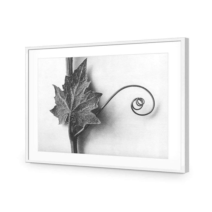 White Bryony Leaf and Tendril by Karl Blossfeldt Wall Art