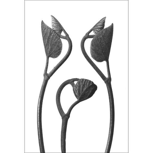 Aristolochia-stems and leaves by Karl Blossfeldt Wall Art