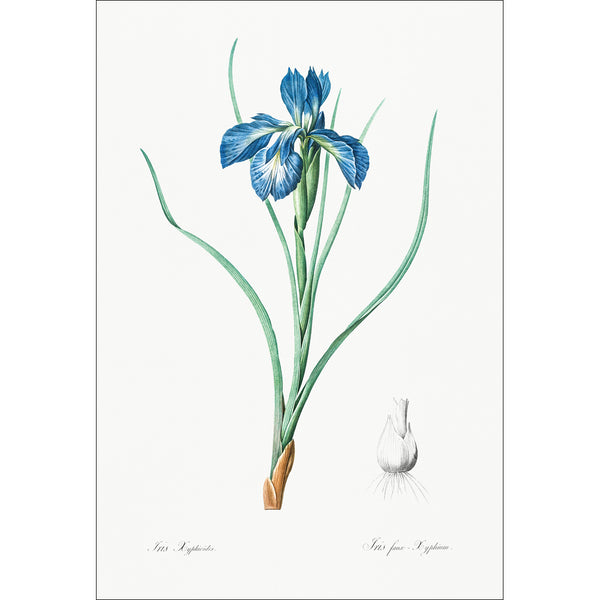 Iris Xyphioides by Pierre-Joseph Redoute