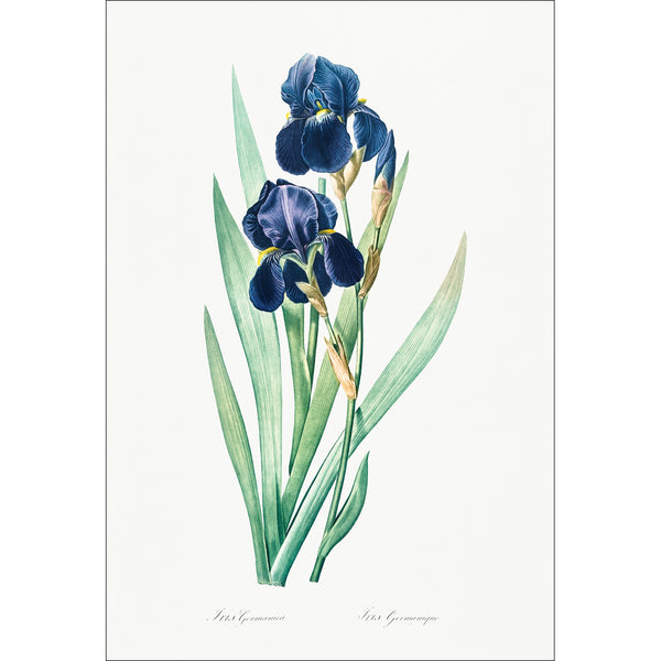 Iris Germanica by Pierre-Joseph Redoute