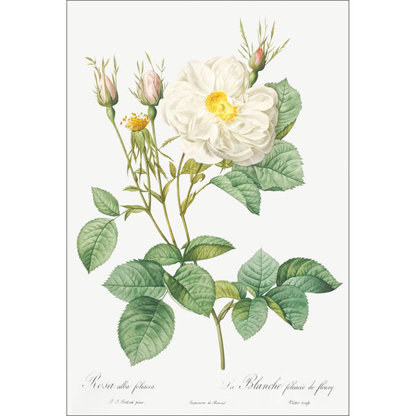 Rosa Alba Foliacea by Pierre-Joseph Redoute