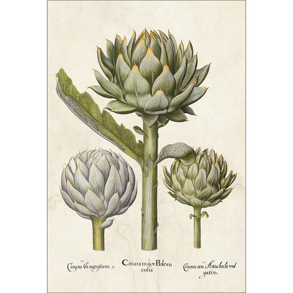 Artichoke Botanical Illustration