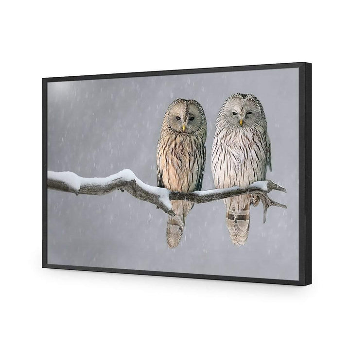 Ural Owl Pair Wall Art
