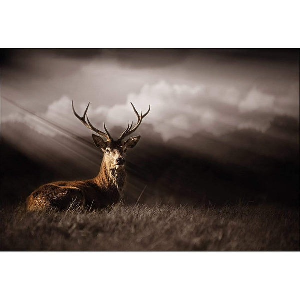Stag in Darkness Wall Art