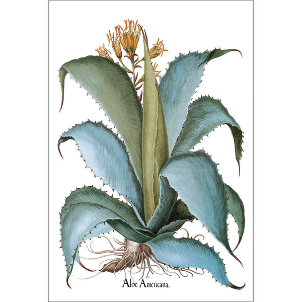 Aloe Americana Botanical Illustration