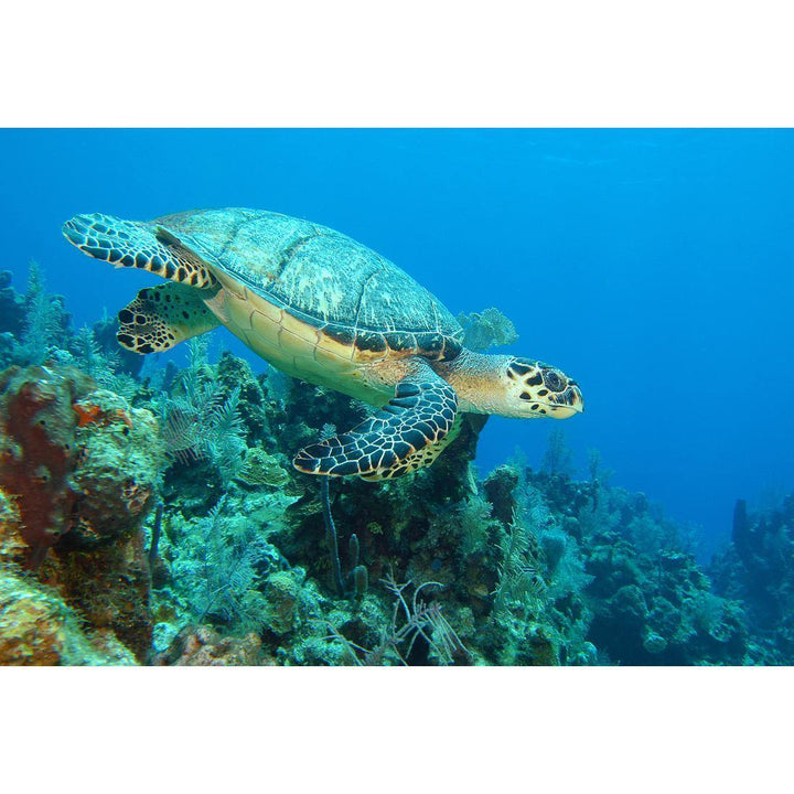Turtle on Coral Wall Art