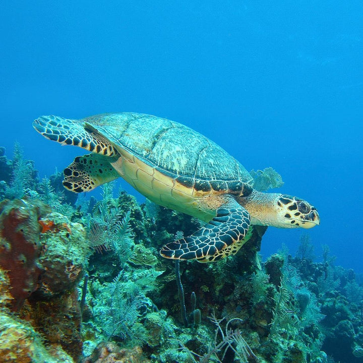 Turtle on Coral (square) Wall Art
