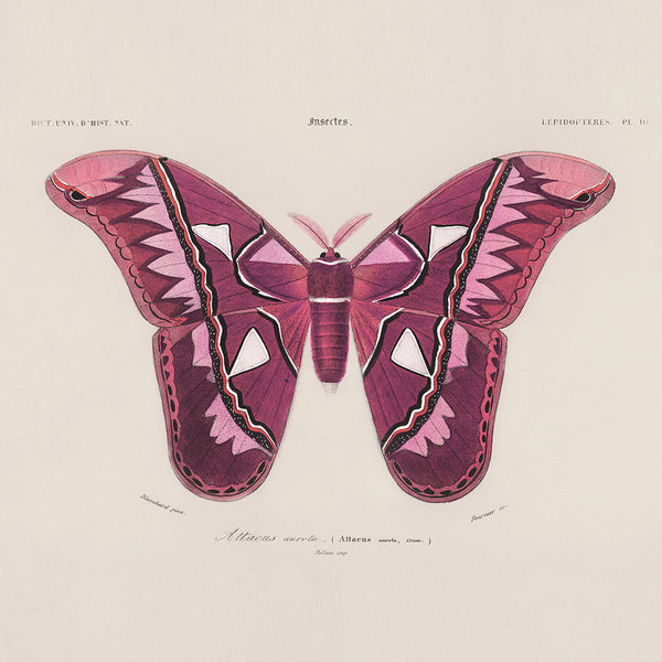 Vintage Pink Atlas Moth