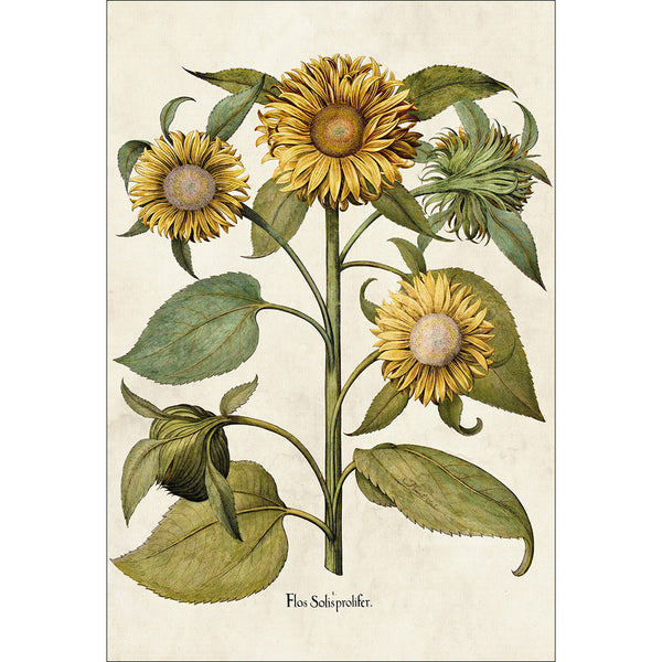 Sunflowers by Basilius Besler