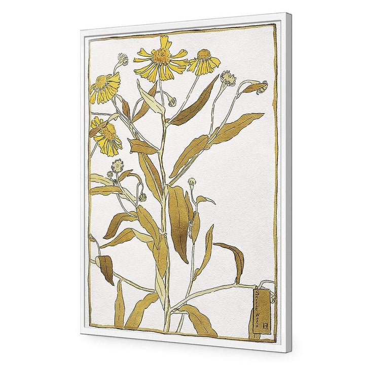 Sneeze Weed by Hannah Borger Overbeck Wall Art