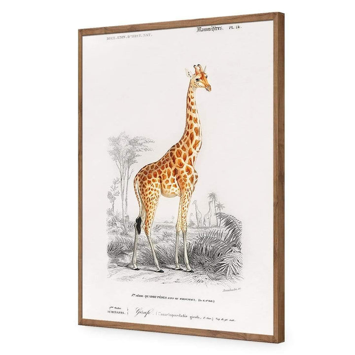 Giraffe Illustration Wall Art
