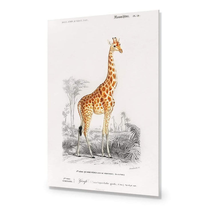 Giraffe Illustration Wall Art