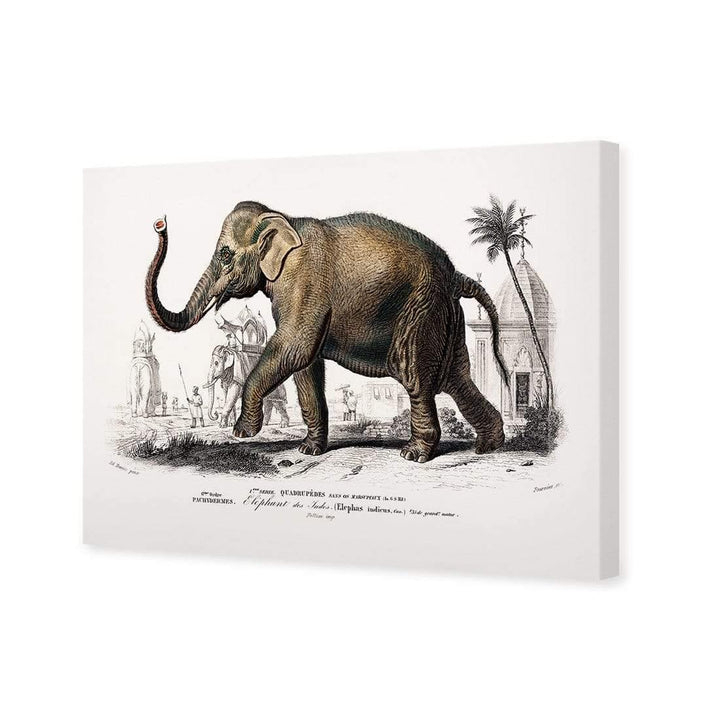 Asiatic Elephant Illustration Wall Art