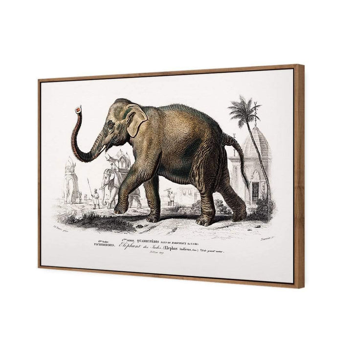 Asiatic Elephant Illustration Wall Art