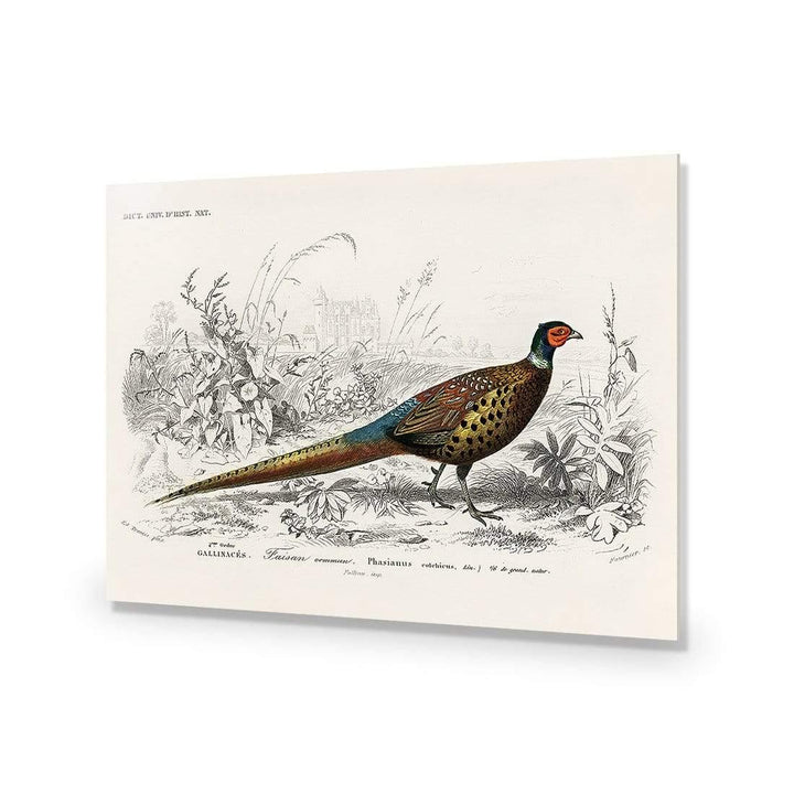 Ring-Necked Pheasant Illustration Wall Art